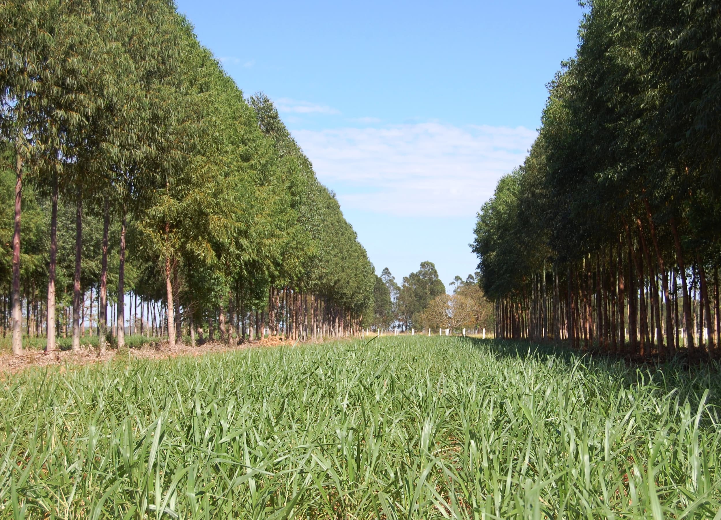 Carbon Sequestration